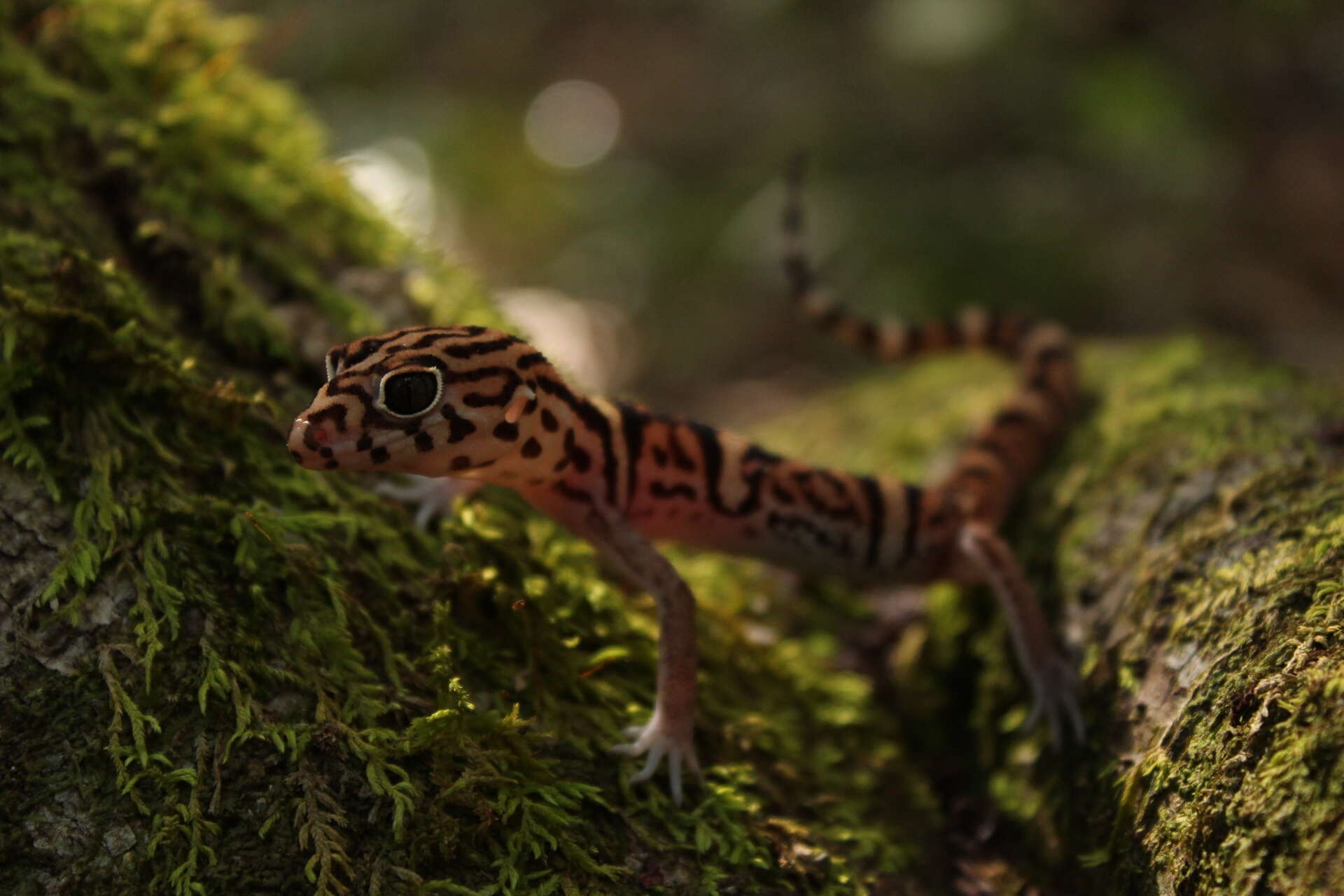 Image of Yucatan Banded Gecko