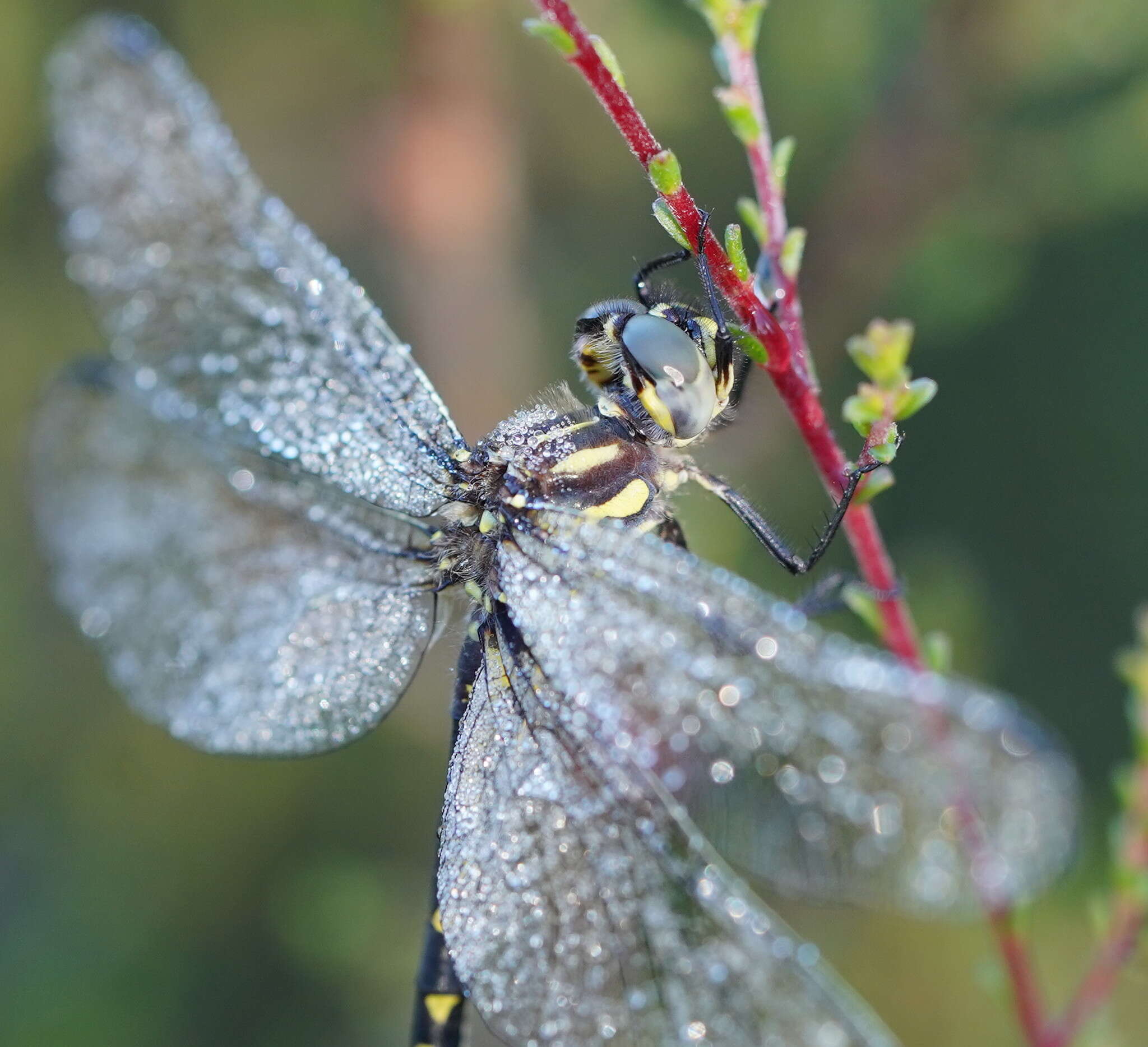 Image of Eusynthemis virgula (Selys 1874)