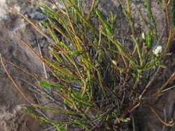 Image of Polygala spinescens Gill.