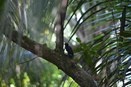 Image of Puerto Rican Woodpecker