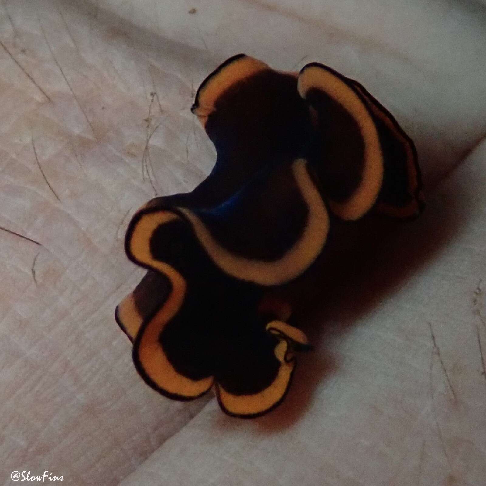 Image of red-rim flatworm