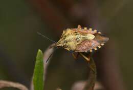 Imagem de Carpocoris