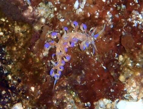 Image of Sea slug