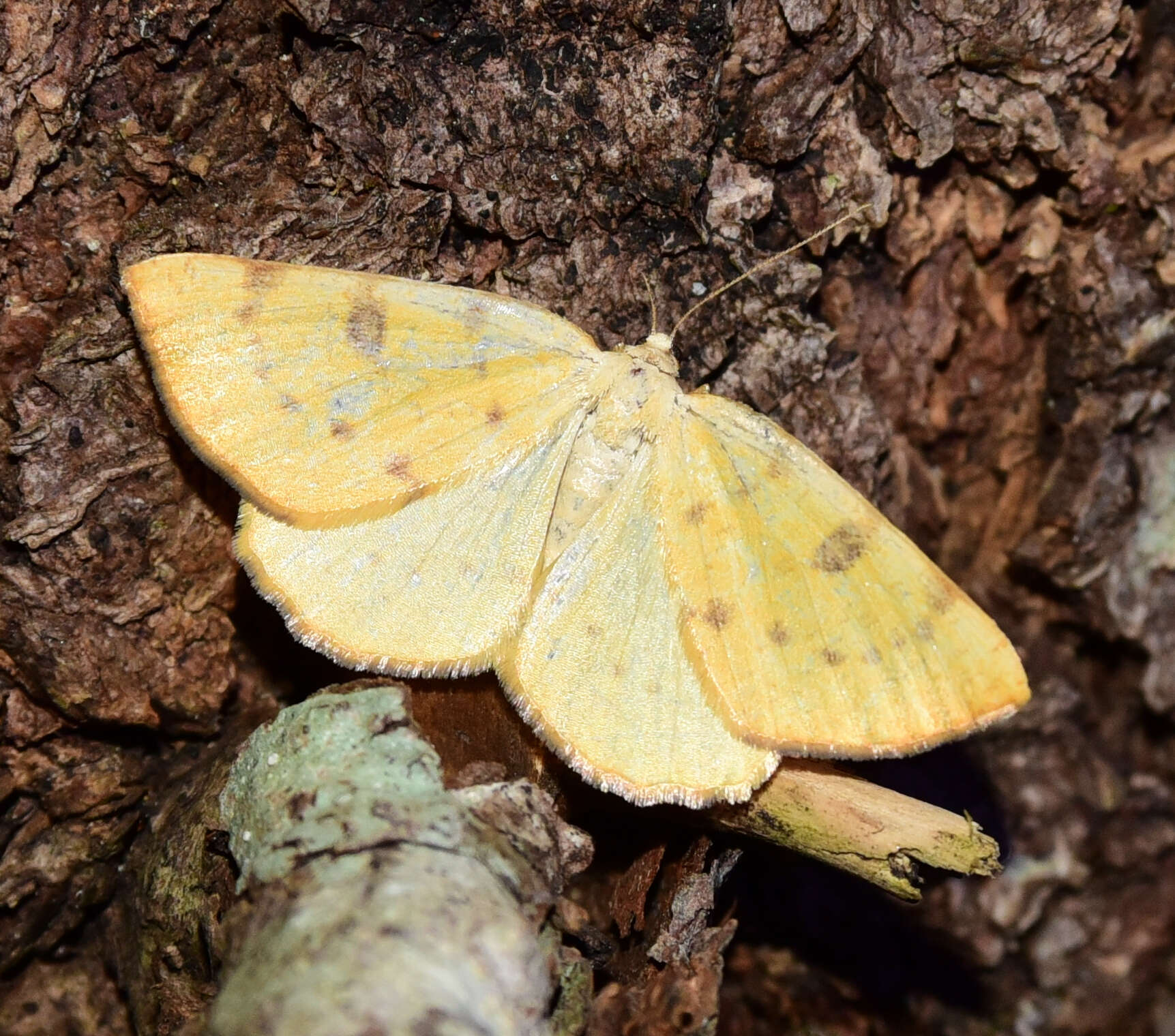 Image of Sulphur Moth