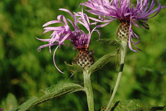 Plancia ëd Centaurea phrygia subsp. salicifolia (M. Bieb. ex Willd.) A. D. Mikheev