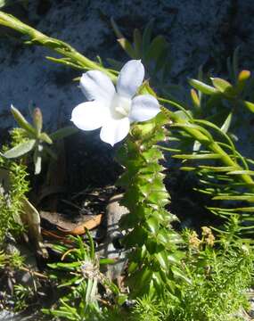 Image of Roella amplexicaulis Dod