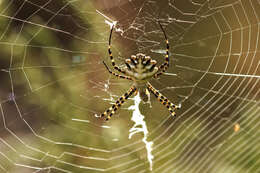 Image of Argiope lobata (Pallas 1772)