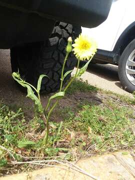 Image of Carolina desert-chicory