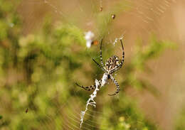 Image of Argiope lobata (Pallas 1772)