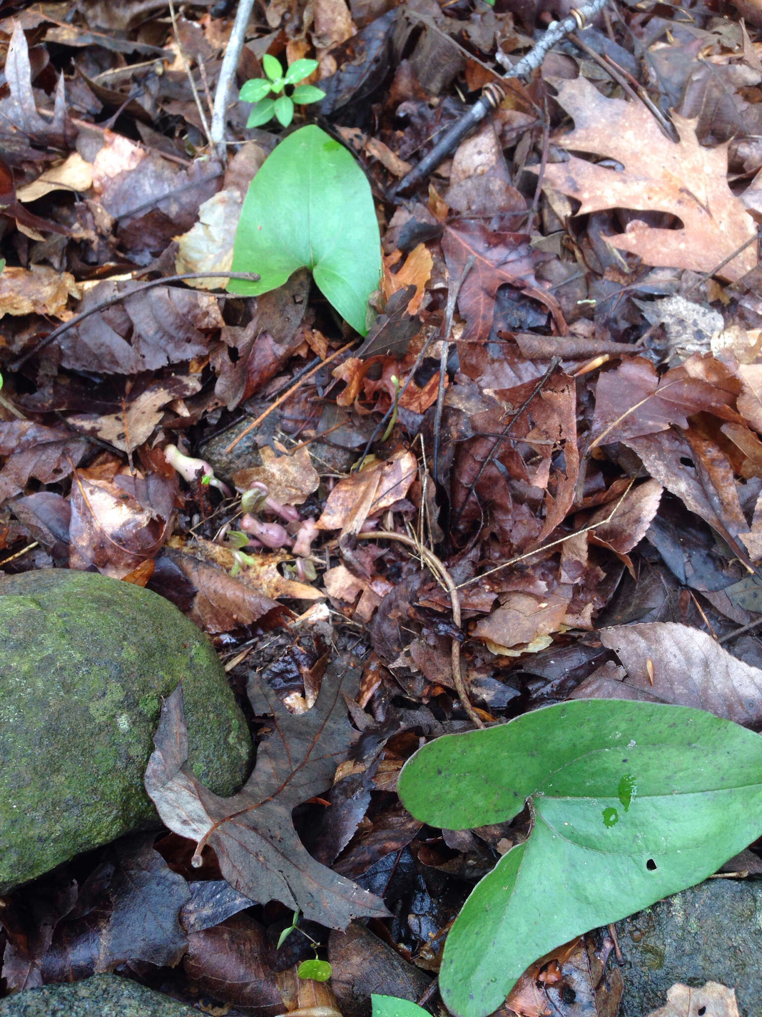 Image de Hexastylis arifolia (Michx.) Small