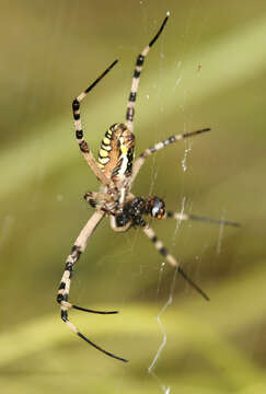 Image of Dewdrop Spiders