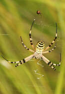 Image of Barbary Spider