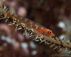 Image of Black coral goby