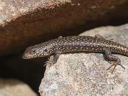 Image of Spotted Skink