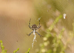 Image of Argiope lobata (Pallas 1772)