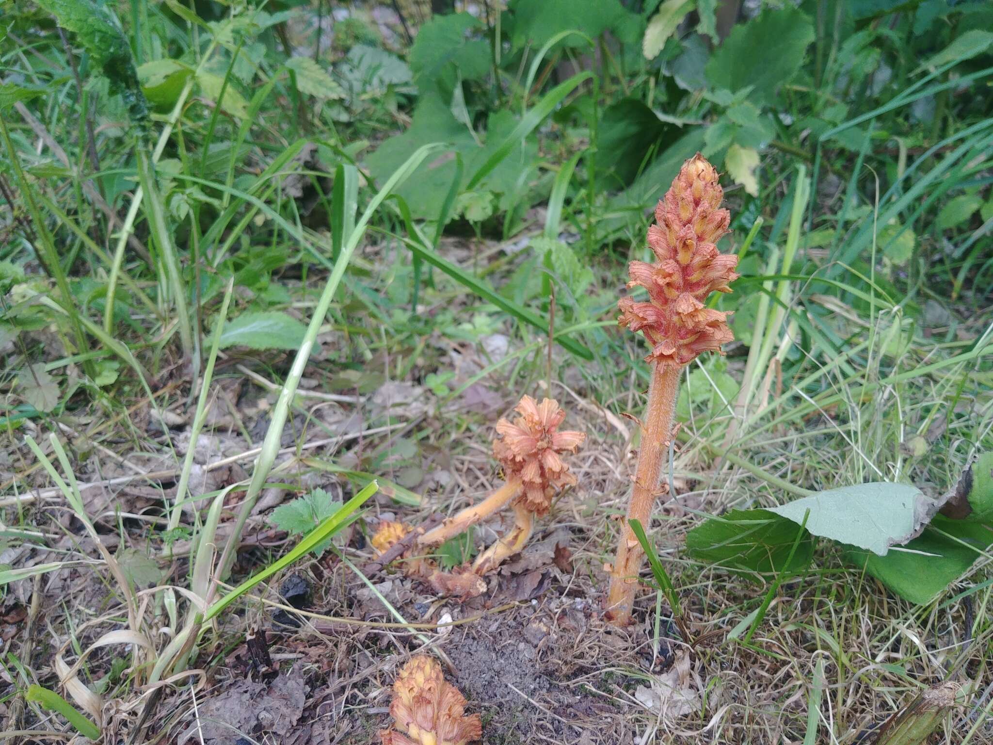 Image of Orobanche flava Mart.