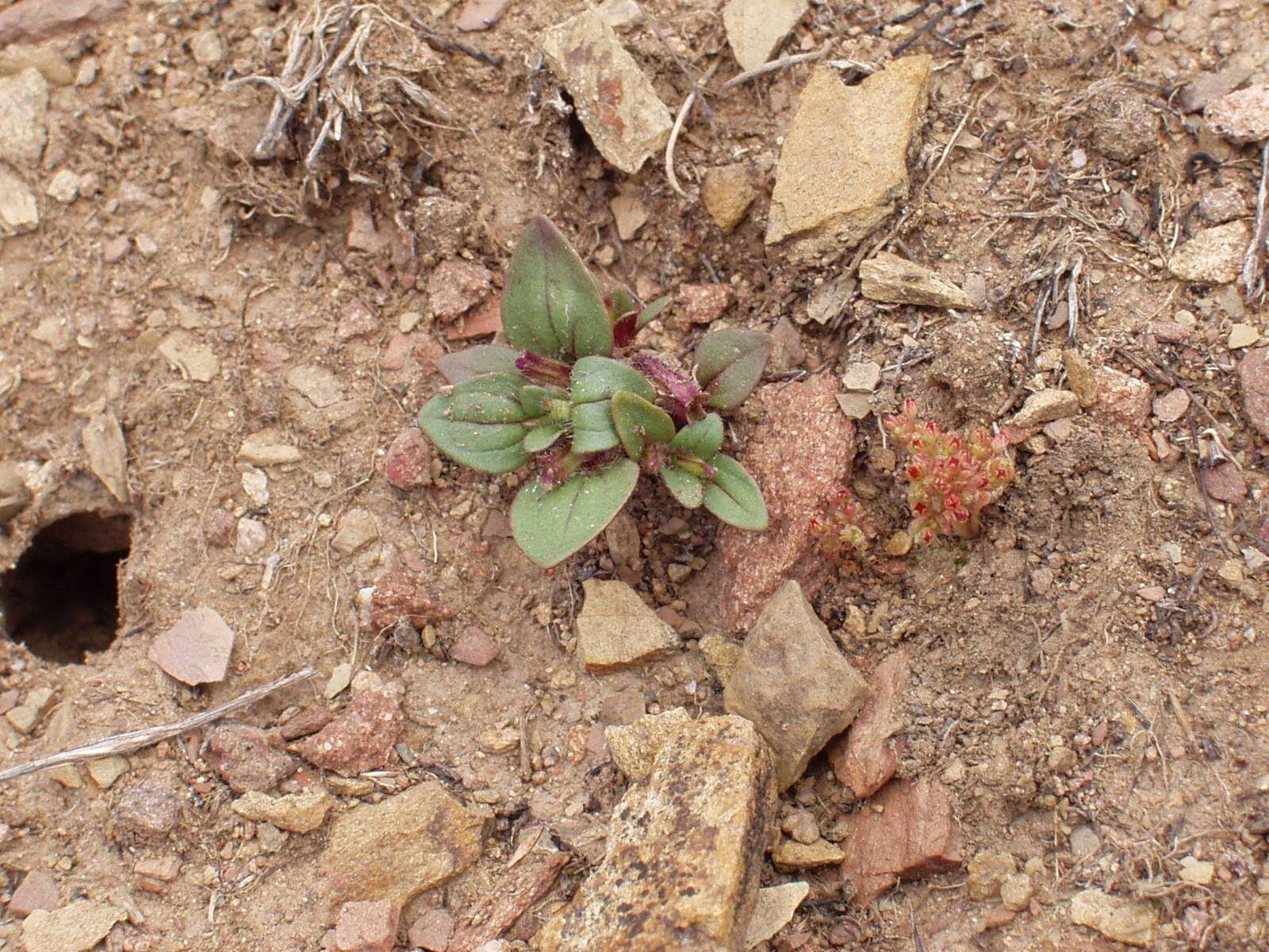 Image of Congdon's Monkey-Flower