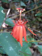 Image of Passiflora quadriglandulosa Rodschied