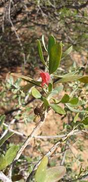 Image of Eremophila glabra subsp. glabra