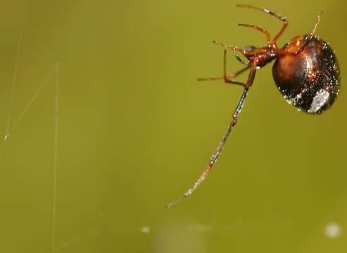 Image of Dewdrop Spiders