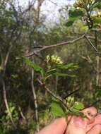 Image of fleshy hawthorn