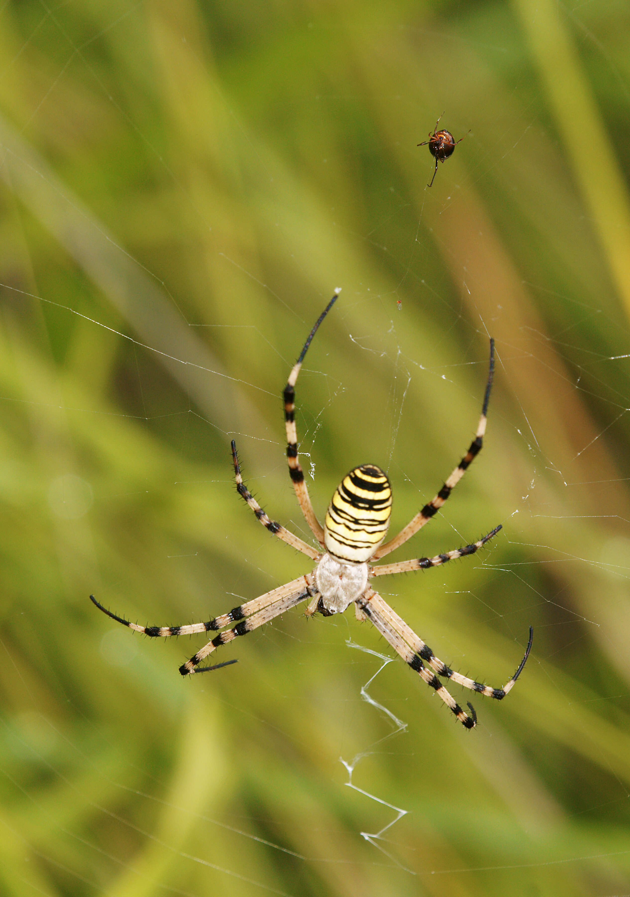 Image of Barbary Spider