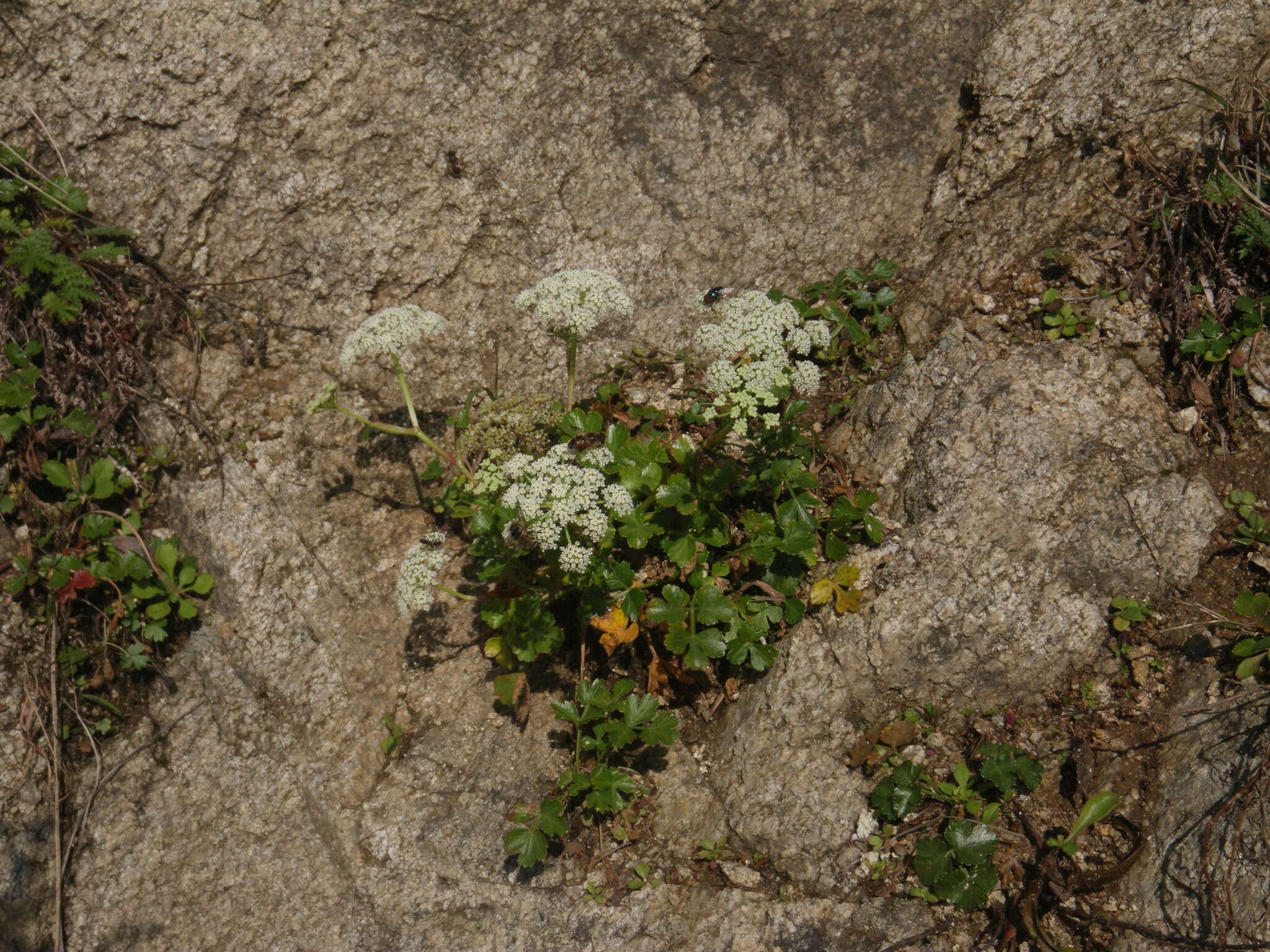 Слика од Kitagawia litoralis (Vorosch. & Gorovoi) M. G. Pimenov