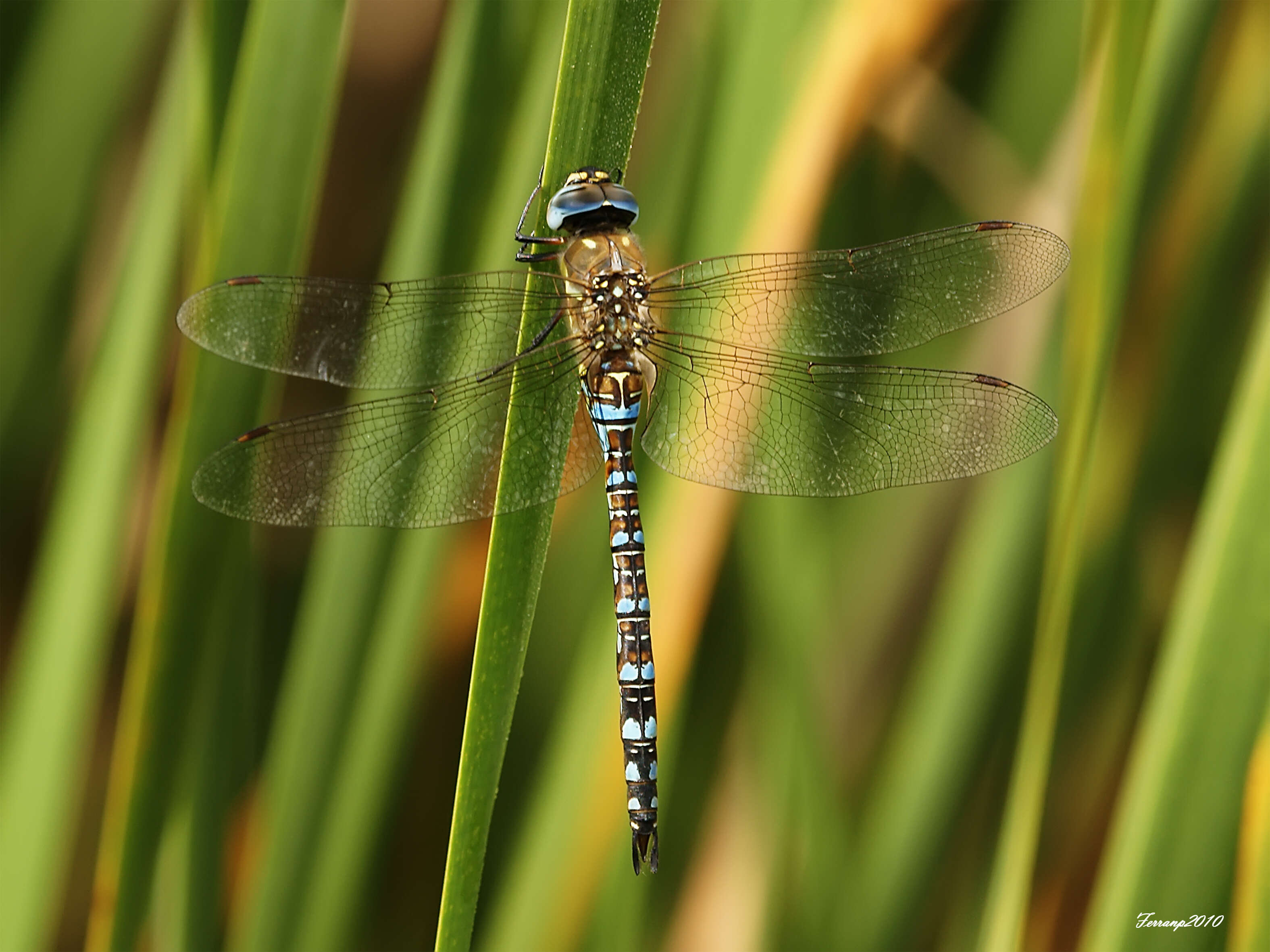 Image of Migrant Hawker