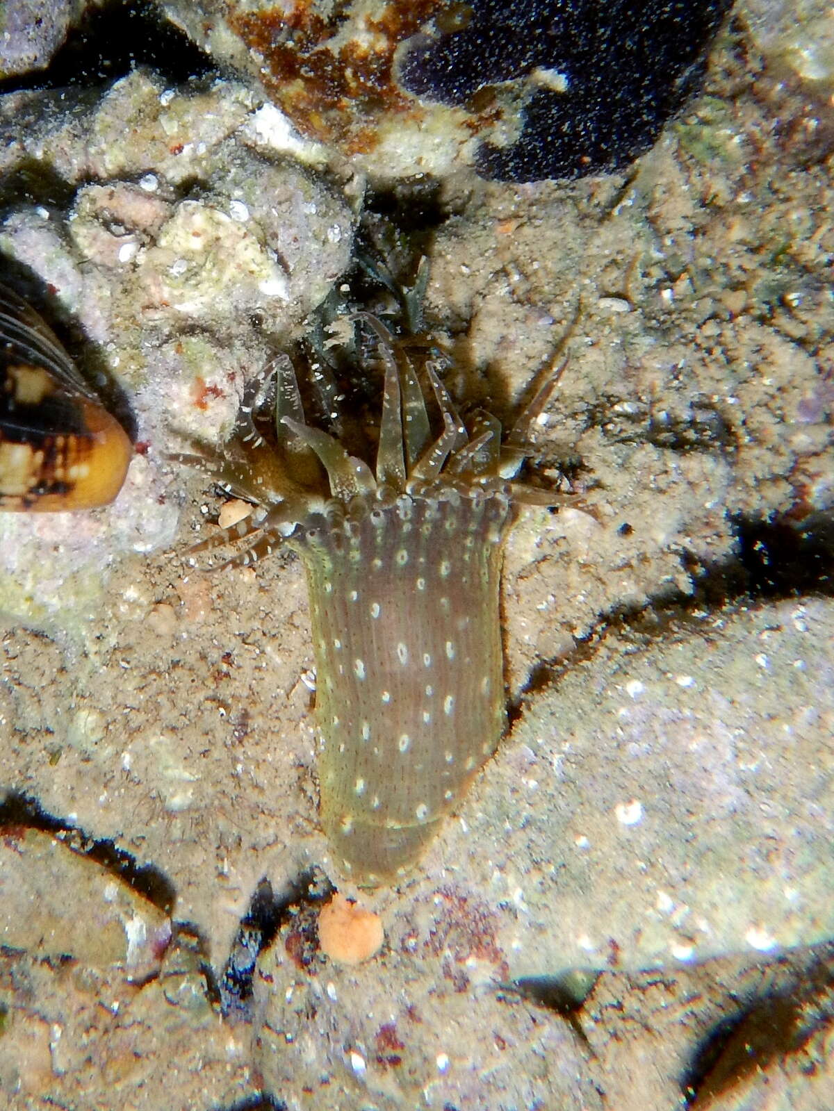 Image of red speckled anemone