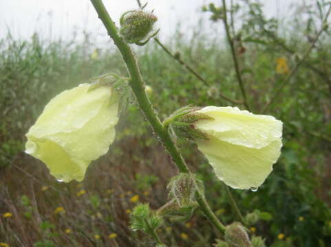 Imagem de Hibiscus diversifolius subsp. diversifolius