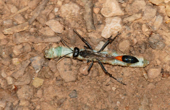 Image de Ammophila W. Kirby 1798