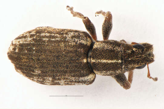 Image of Sitona discoideus Gyllenhal 1834