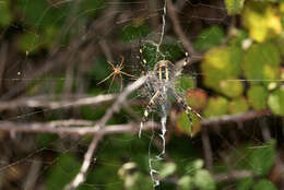 Image of Barbary Spider