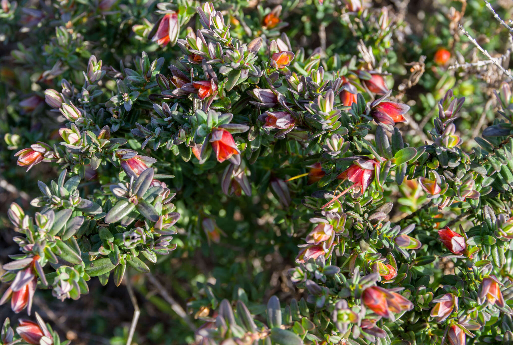 Image of Darwinia citriodora (Endl.) Benth.