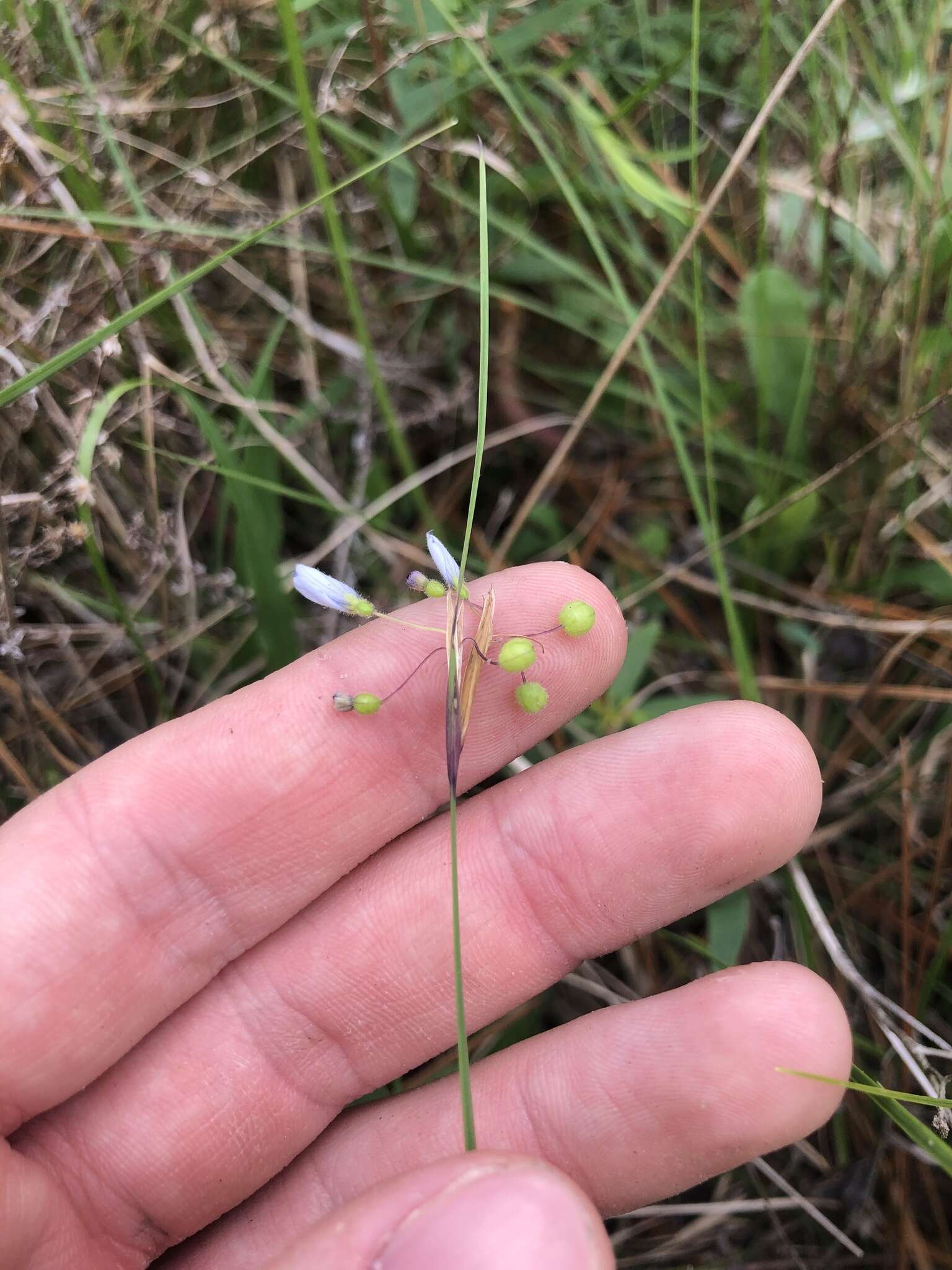 Image of Needle Blue-Eyed-Grass