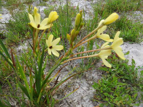 Image of Ixia paniculata D. Delaroche