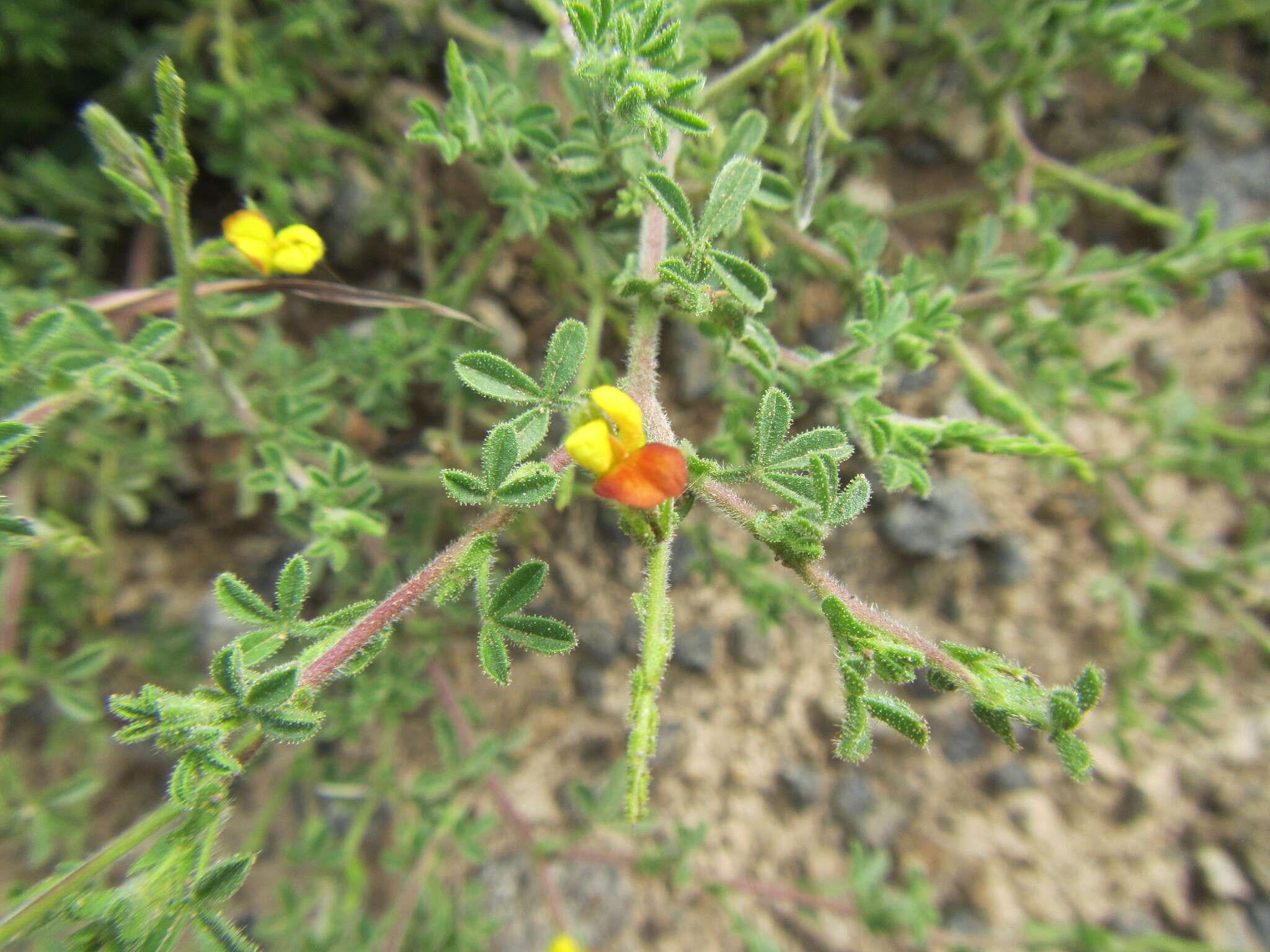 Image of Melolobium obcordatum Harv.