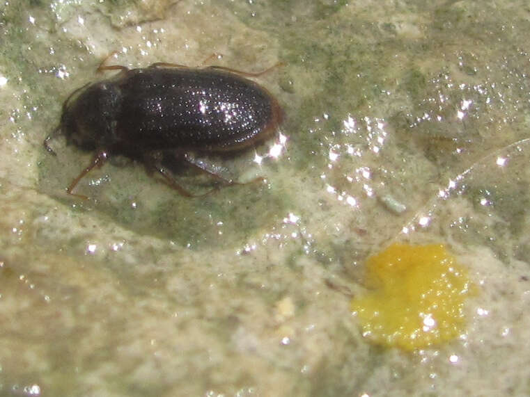 Image of Psephenus texanus Brown & Arrington 1967