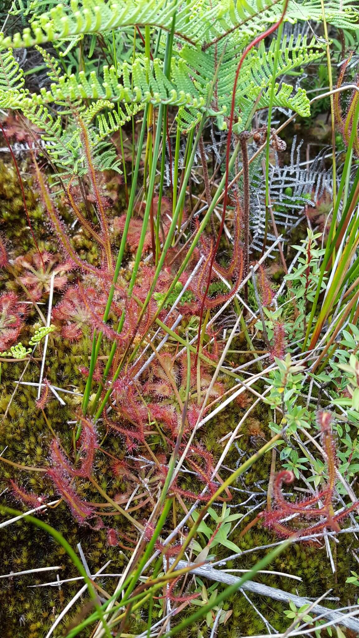 Image of Drosera binata Labill.