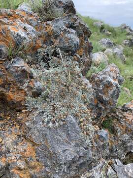 Image of Helichrysum galpinii N. E. Brown