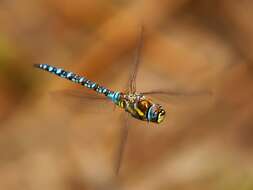 Image of Migrant Hawker