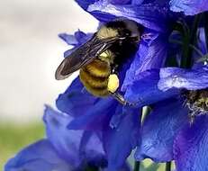 Imagem de Bombus appositus Cresson 1879