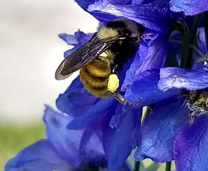 Imagem de Bombus appositus Cresson 1879