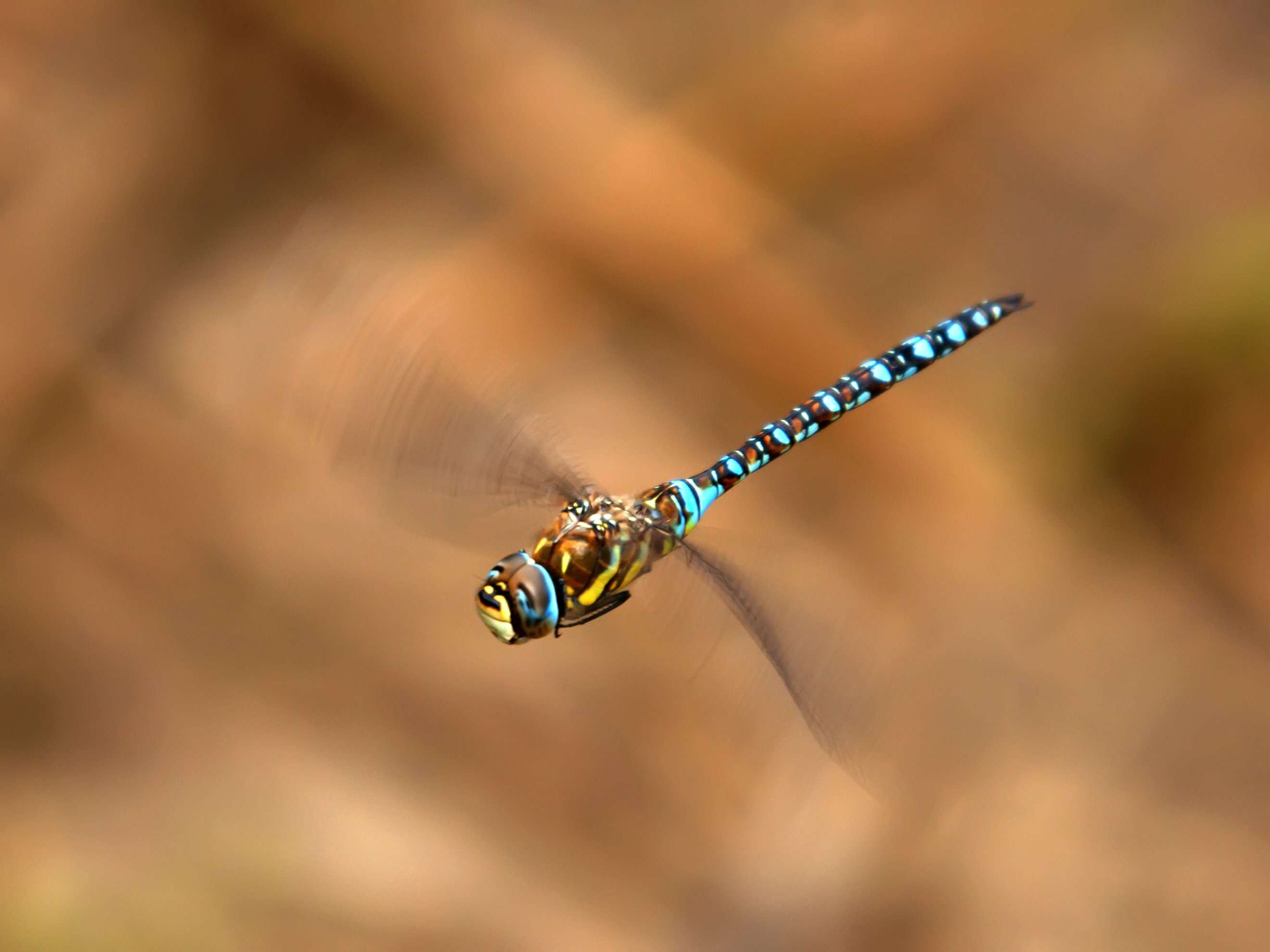 Image of Migrant Hawker