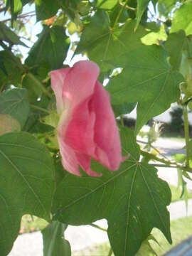 Image of upland cotton