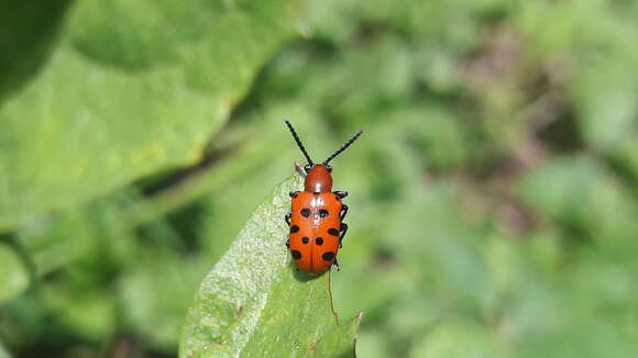 Image of Spotted asparagus beetle