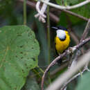 Image of Black-chinned Whistler