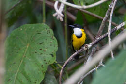 Imagem de Pachycephala mentalis Wallace 1863