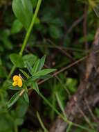 Image de Stylosanthes calcicola Small