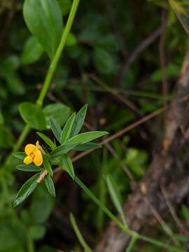 Image de Stylosanthes calcicola Small